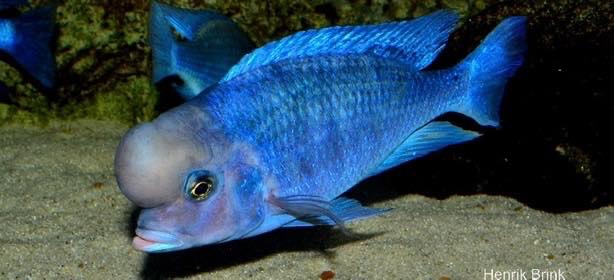 Cyrtocara moorii 'Chilumba'